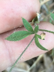 Allophyllum divaricatum