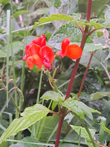 Foto de Feijão-de-corda