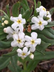 Lithospermum distichum