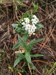 Lithospermum distichum