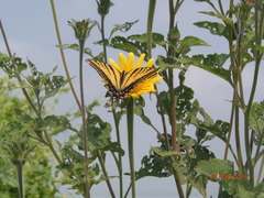 Papilio multicaudata multicaudata