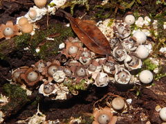 Geastrum schweinitzii