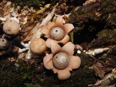 Geastrum schweinitzii