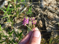 Polygala curtissii
