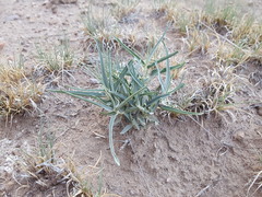 Asclepias brachystephana