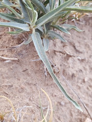 Asclepias brachystephana