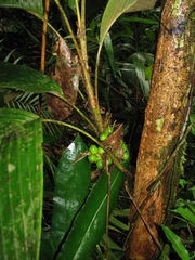 Bactris hondurensis