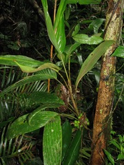 Bactris hondurensis