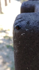 Chilocorus stigma