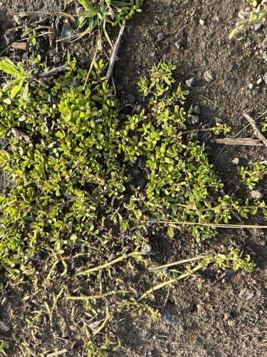 Bacopa monnieri observed 2025-02-08