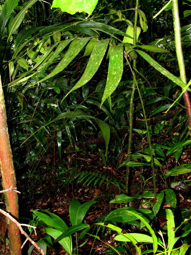 Zamia dressleri