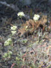 Horkelia tridentata