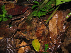 Zamia dressleri
