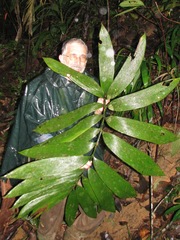 Zamia dressleri