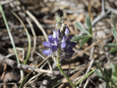 Lupinus lepidus lobbii