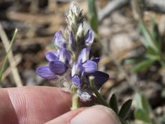 Lupinus lepidus lobbii