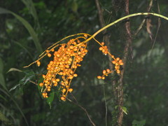 Chamaedorea warscewiczii