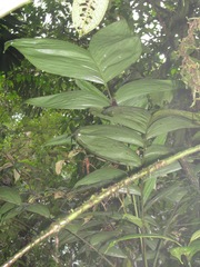Chamaedorea warscewiczii