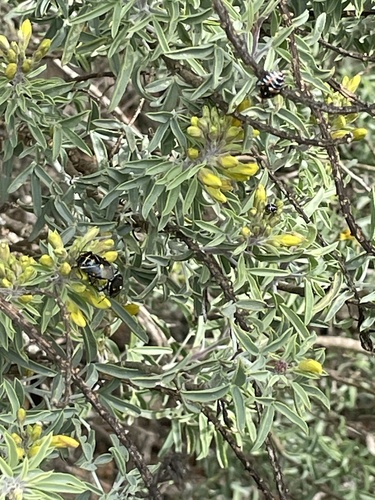 iNaturalist observation photo of Bladderpod