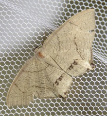 Psamathia placidaria
