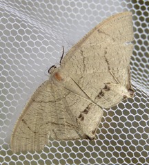 Psamathia placidaria