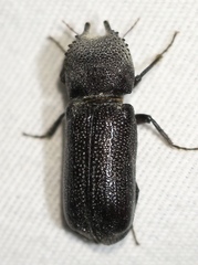 Apatides fortis