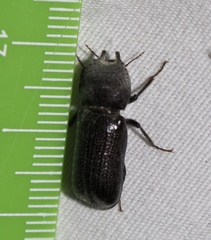 Apatides fortis