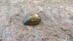 Lamellidens