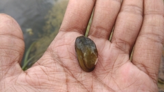 Lamellidens