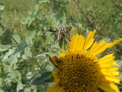 Sphenarium purpurascens
