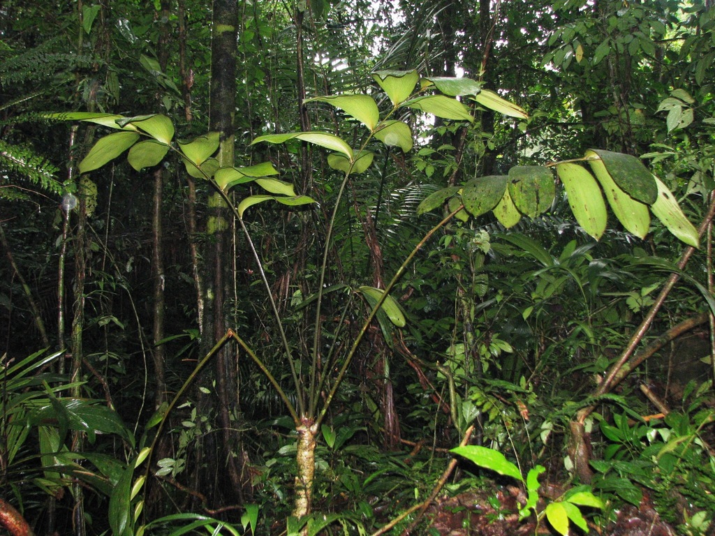 Zamia imperialis (Emperor Zamia)