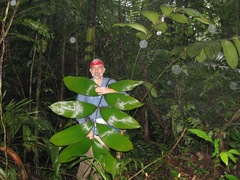 Zamia imperialis