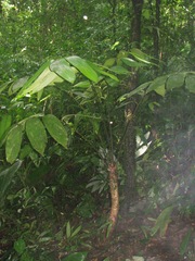 Zamia imperialis