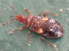 Anthocoris