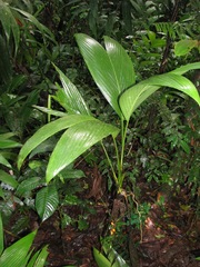 Geonoma cuneata