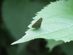 Electrostrymon hugon