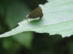 Electrostrymon hugon