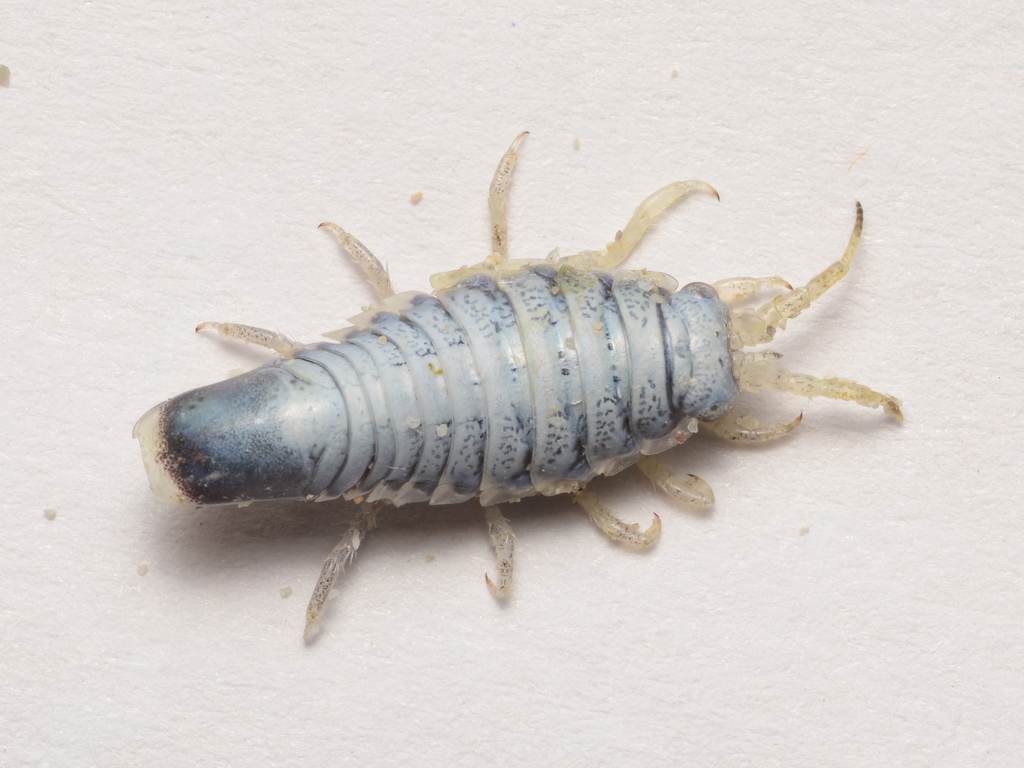 Metallic Isopod