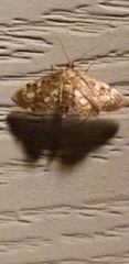 Lygropia rivulalis