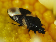 Orius tristicolor
