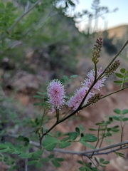Mimosa distachya laxiflora