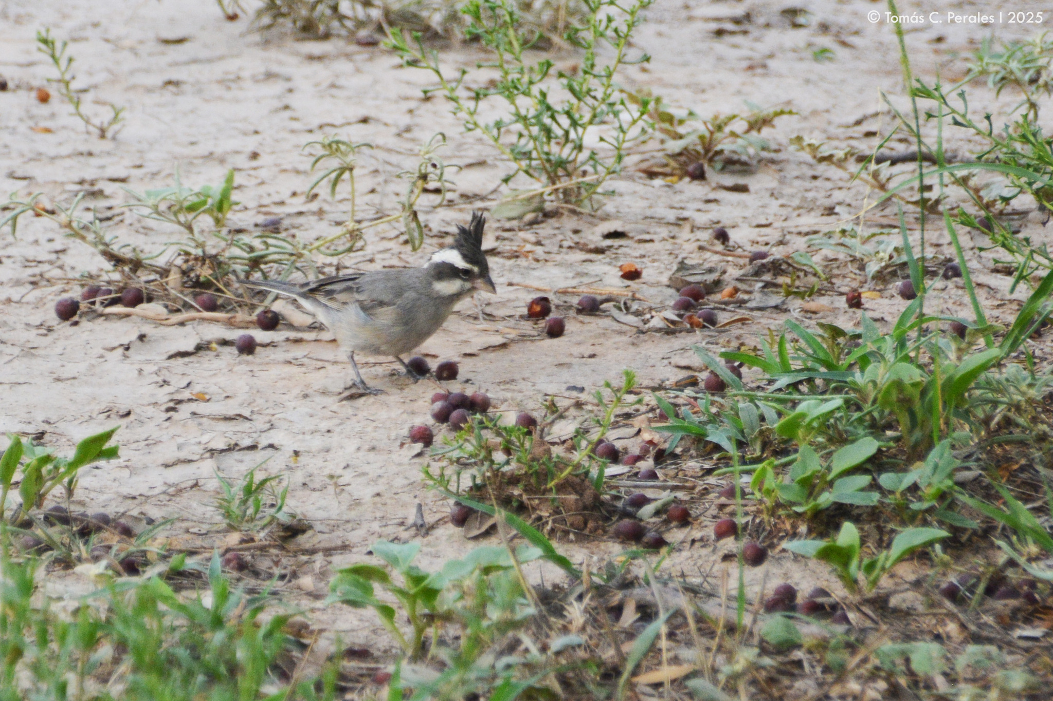 Black-crested Finch (Lophospingus pusillus), photo 6