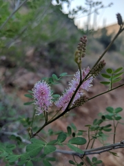 Mimosa distachya laxiflora