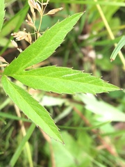 Cicuta douglasii