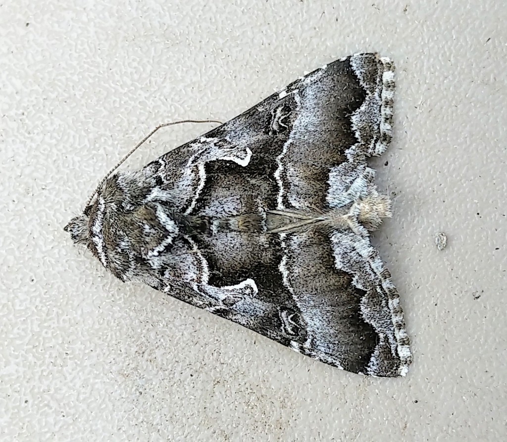 White Υ Mark Moth