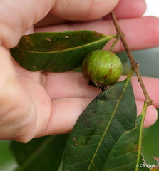 Psidium galapageium