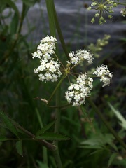 Cicuta douglasii