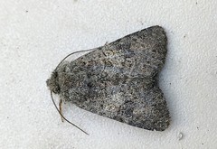 Anarta columbica