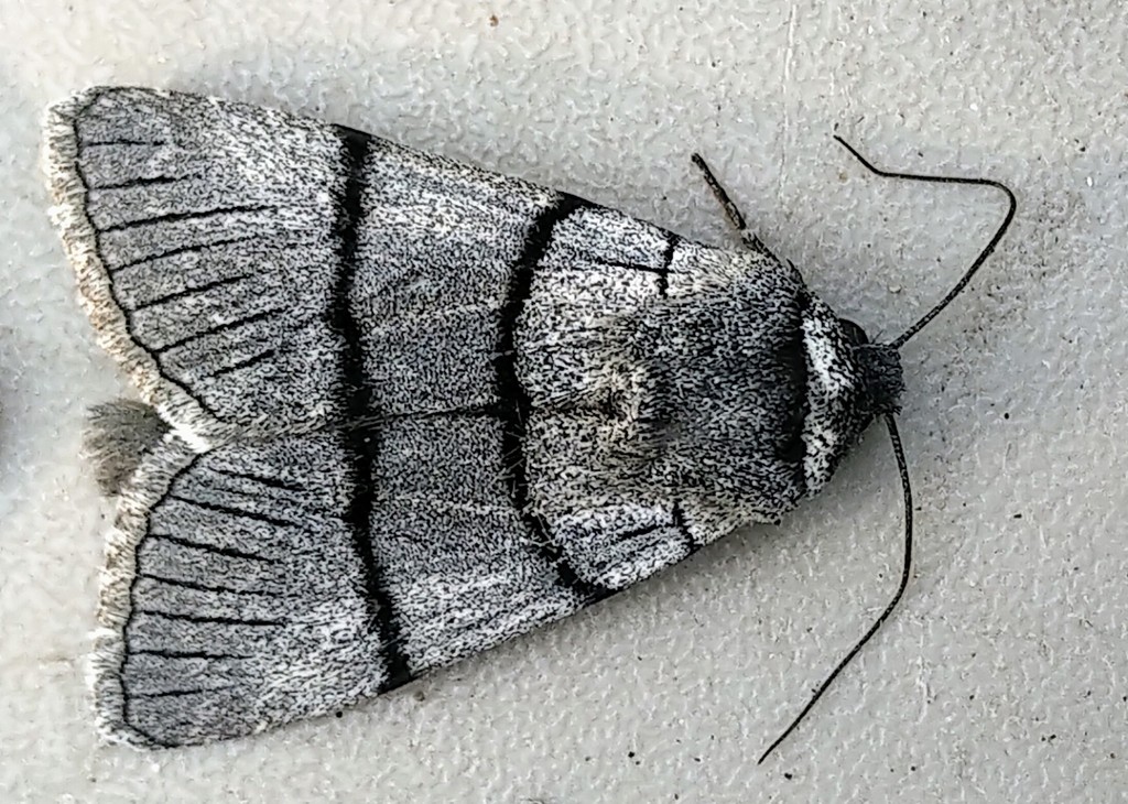 Sympistis barnesii