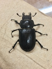 Lucanus mazama